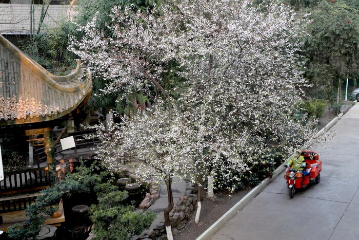 簡陽中學校園風采