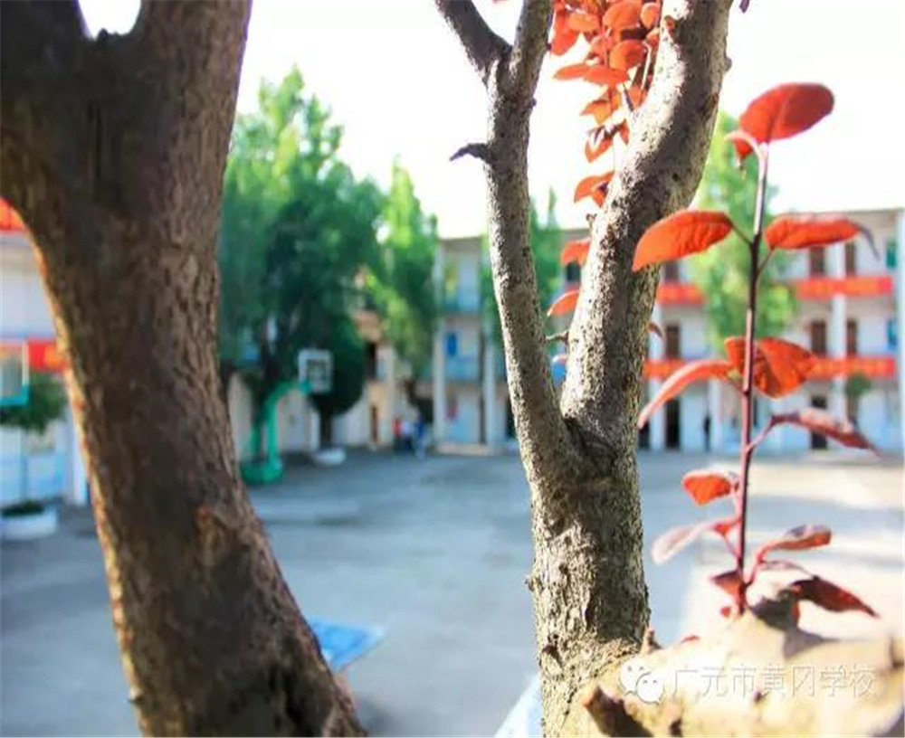 廣元市黃岡學(xué)校詳細地址在什么地方？