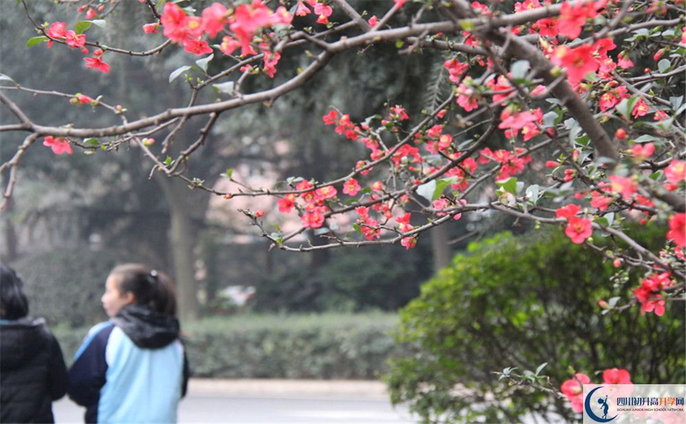 成都36中的地址在哪里？